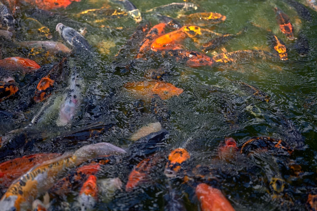 Koi at St. Louis Union Station