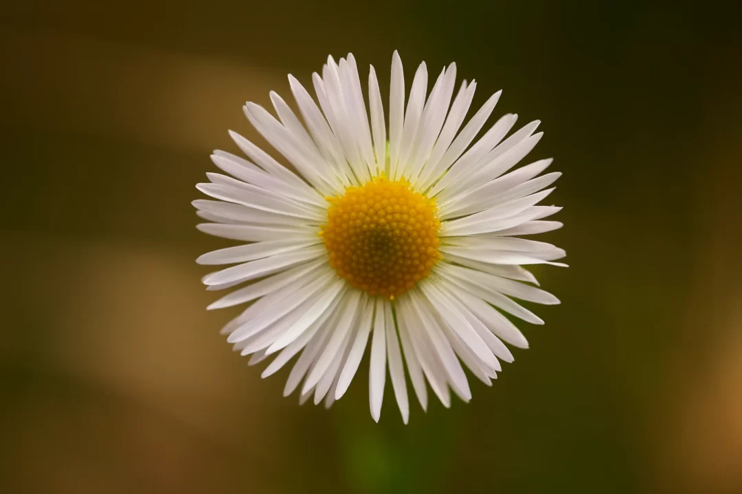 Daisy