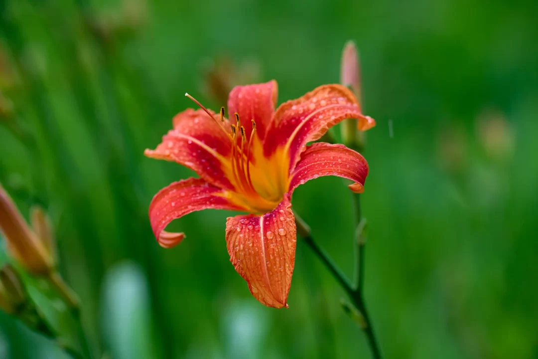 Hemerocallis fulva