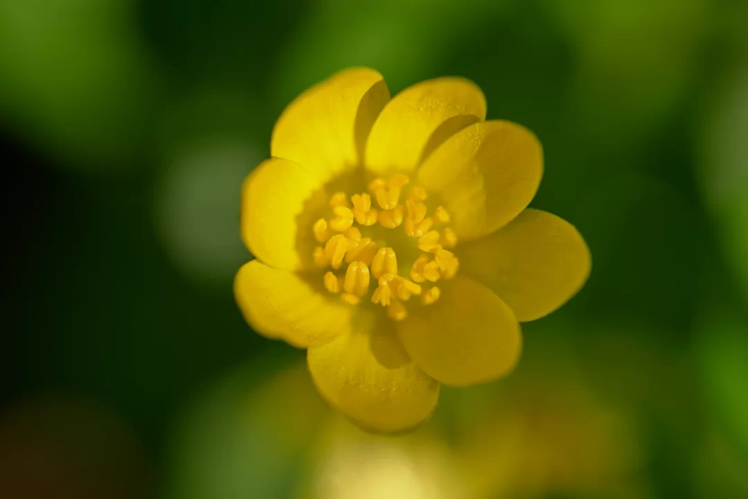 Buttercup
