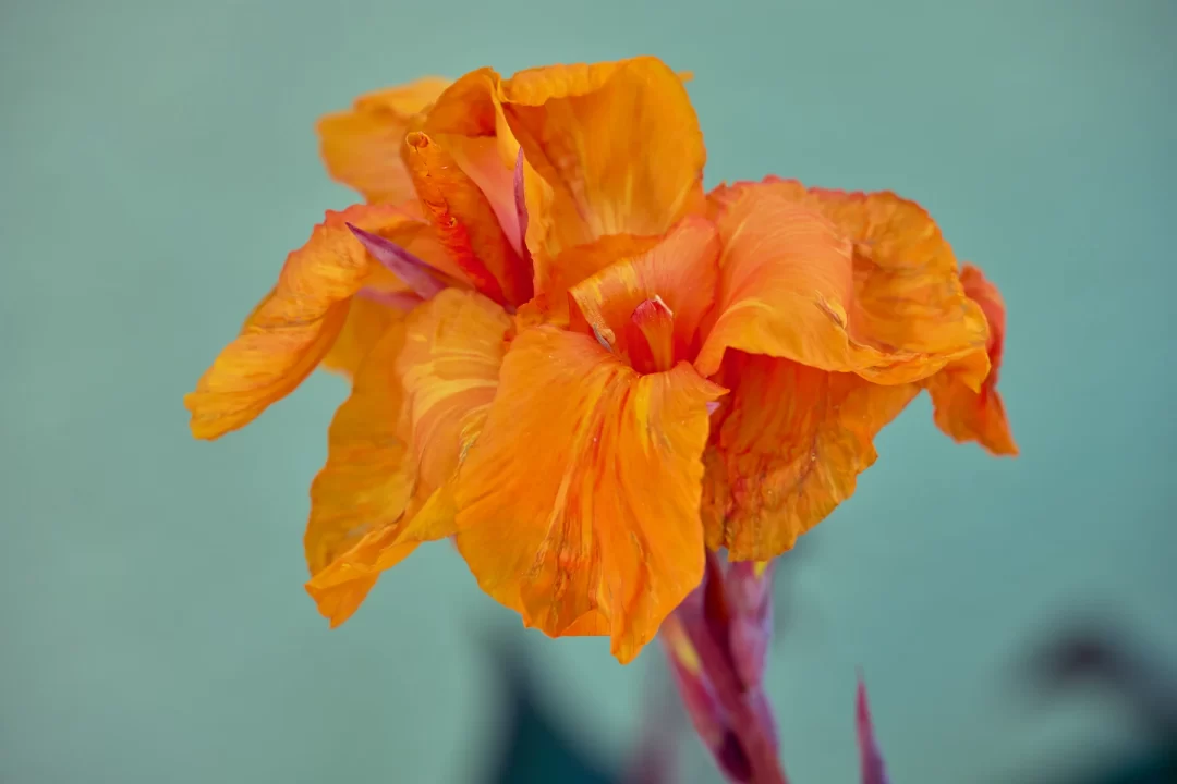 Canna indica