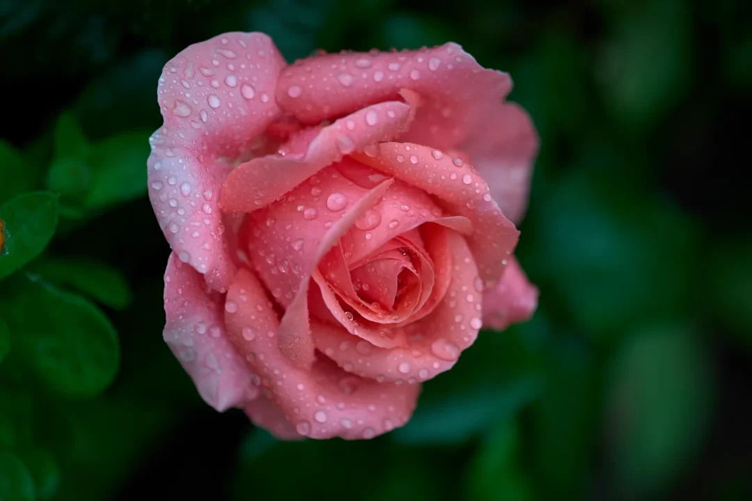 Rose No. 2