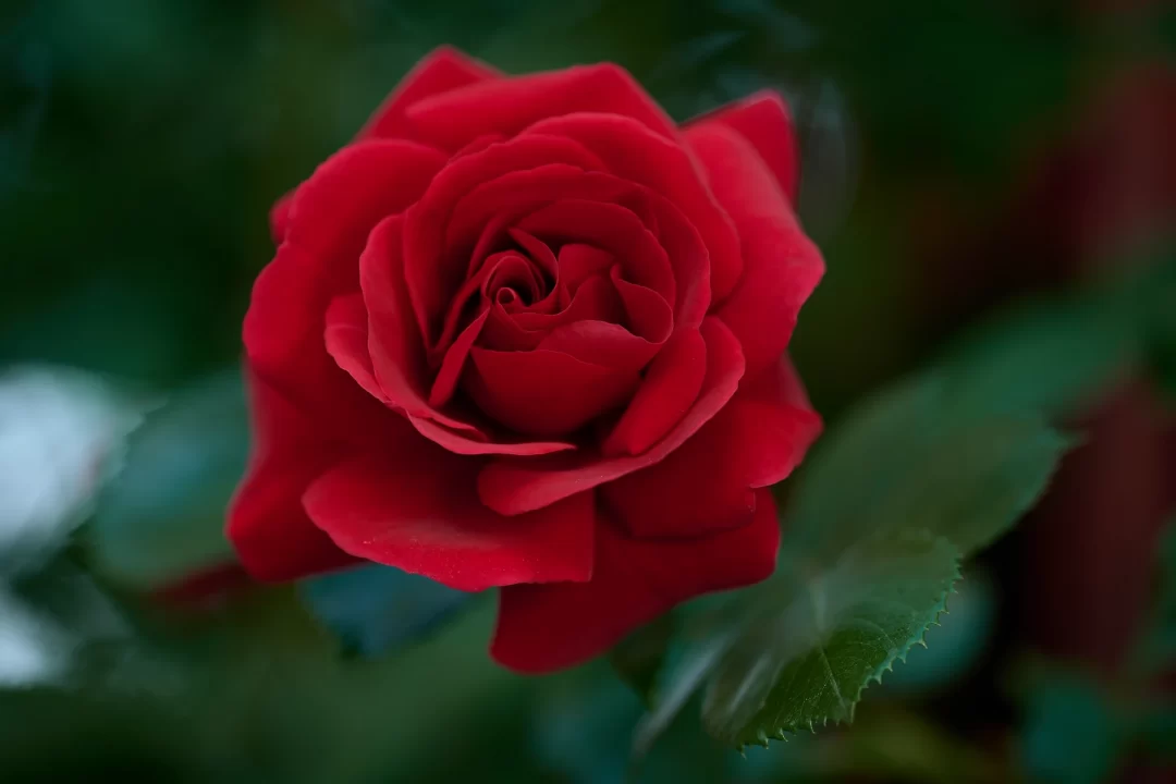 Rose No. 1